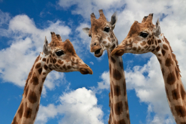 giraffes-627031-1280-65e84e91046fa436366056.jpg