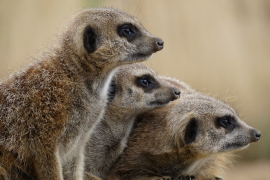 meerkat-1392860-1280-66716e084a8c2651380894.jpg
